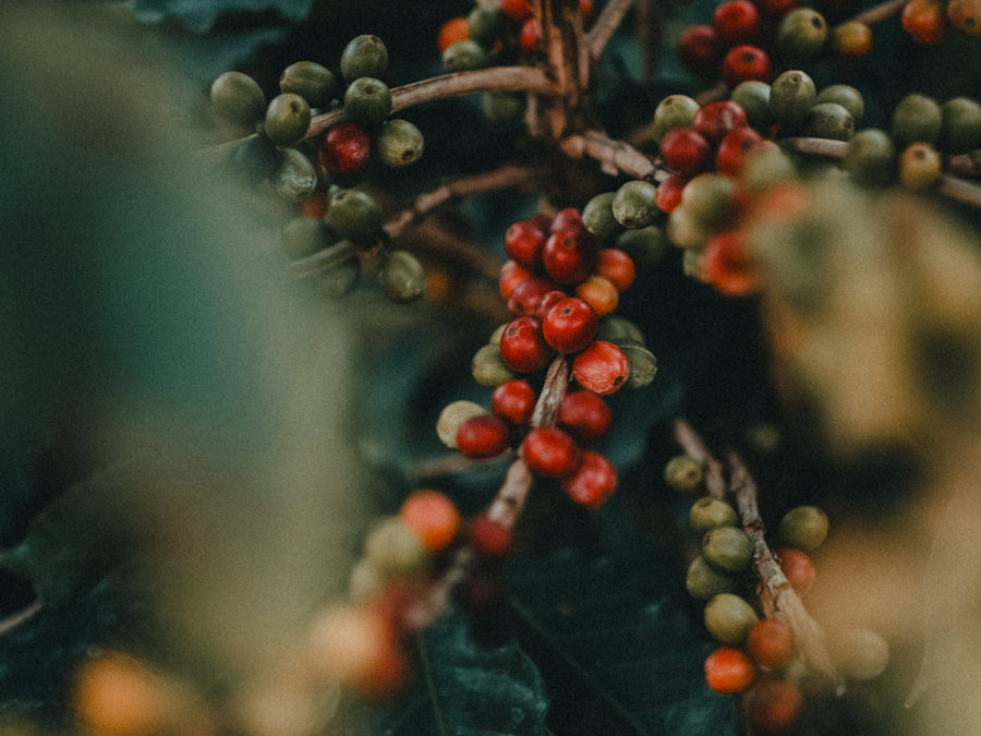 What Anaerobic Washed Processing Actually Does — And Why It Matters for This Cup
