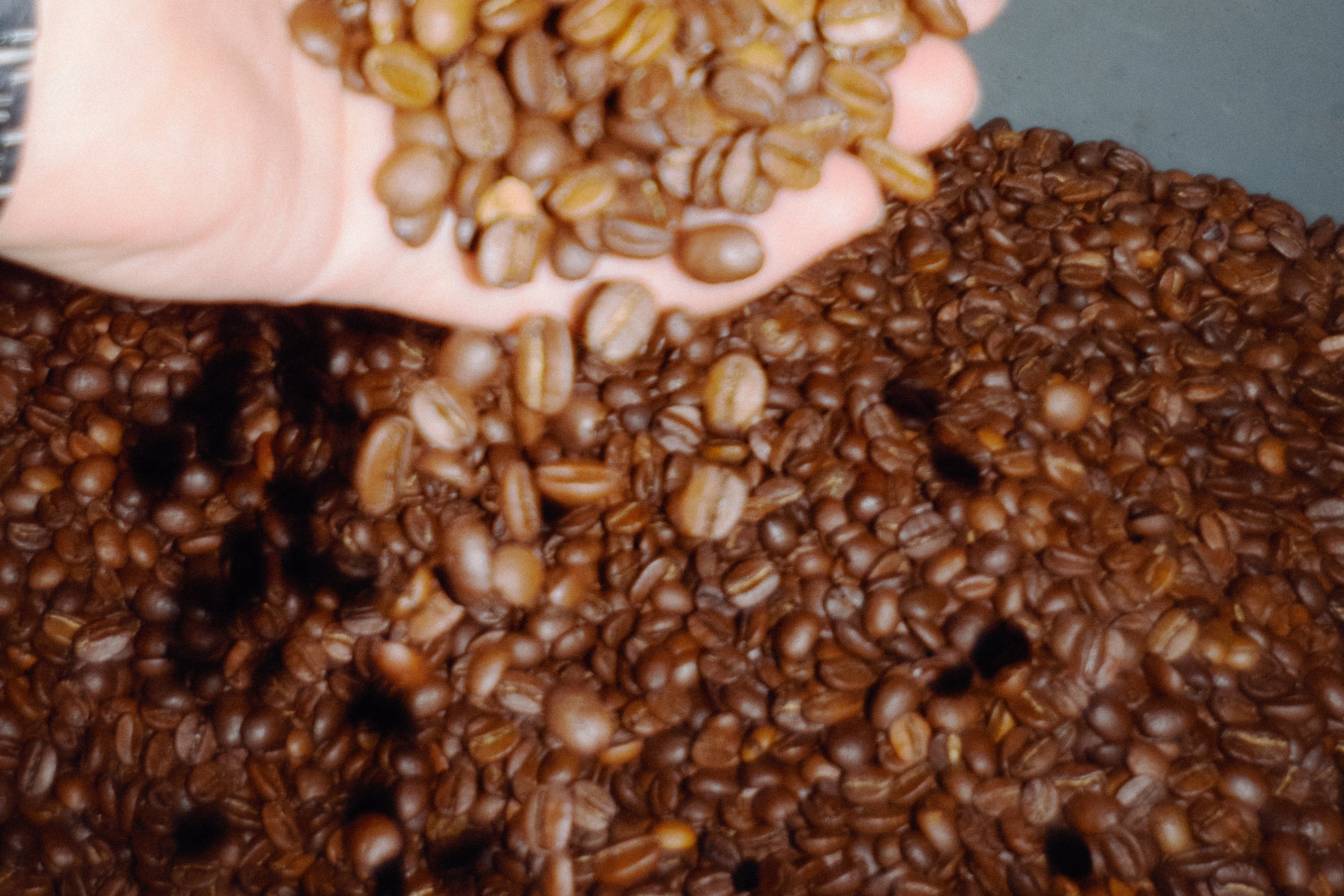 The Ultimate Guide to Choosing the Best Coffee Beans for Home Brewing