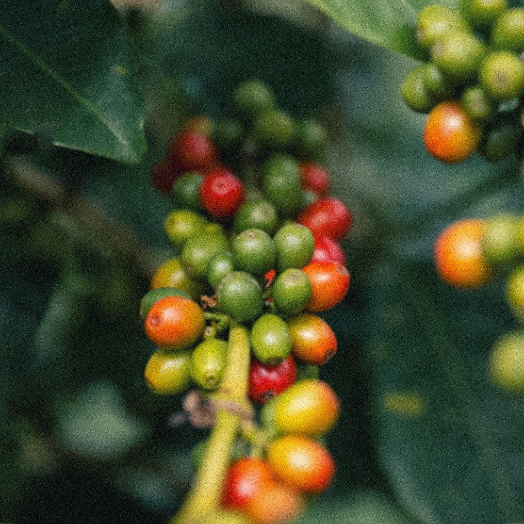 Carbonic maceration. Where it came from, what it does, and why it matters in the cup.