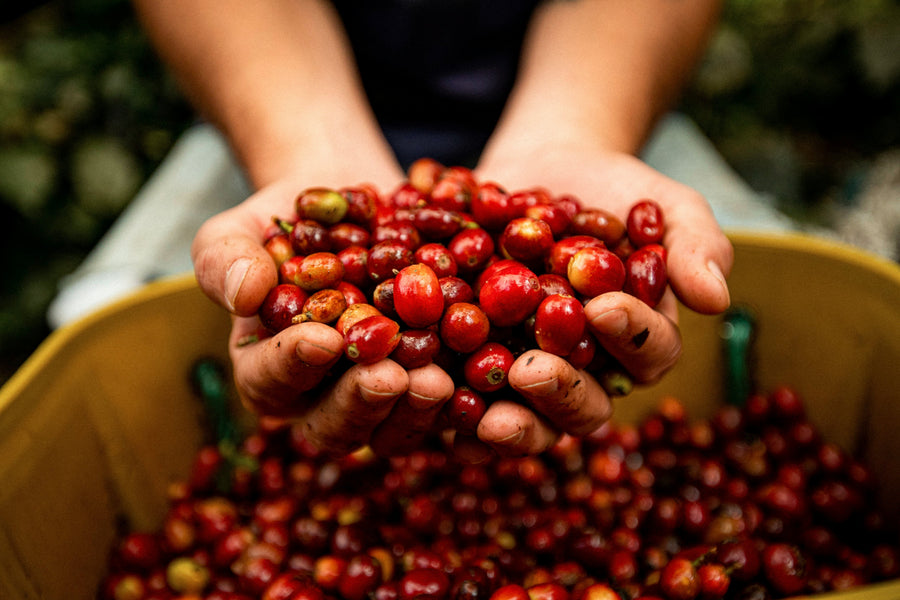 Processing. What it is, and why your coffee tastes the way it does.