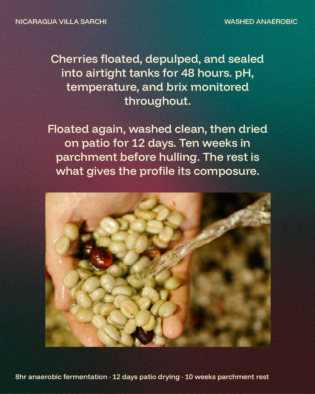 Nicaragua - Villa Sarchi - Anaerobic Washed